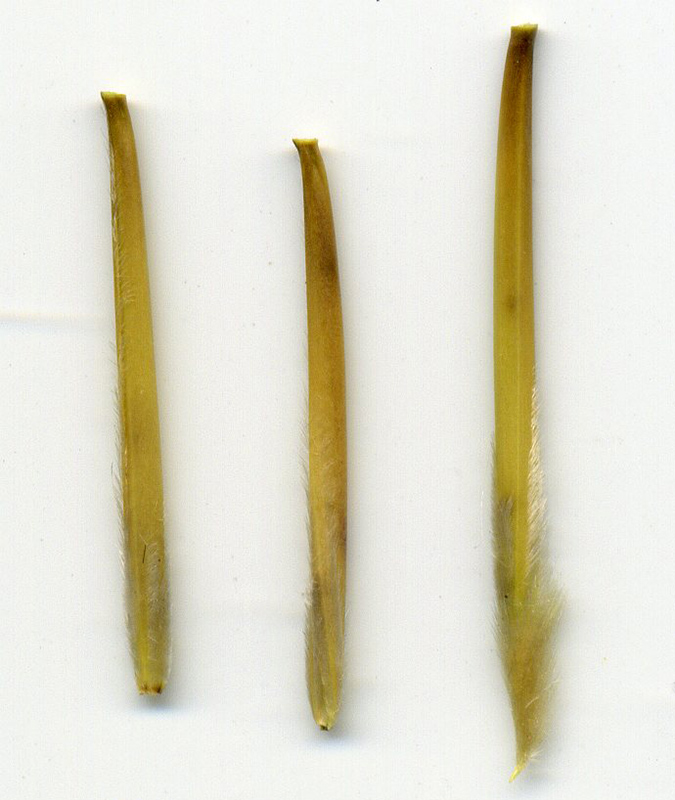Image of Stipa pulcherrima specimen.