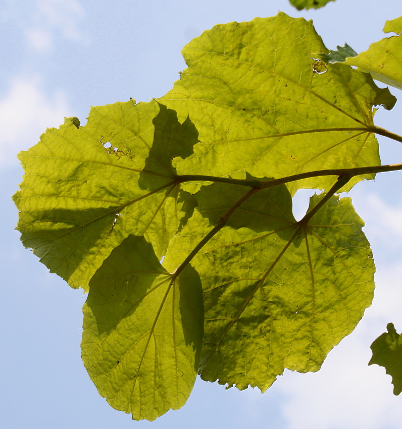 Image of Tilia mandshurica specimen.