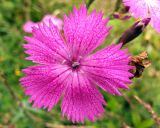 Dianthus fischeri. Цветок. Московская обл., Дмитровский р-н, берег канала им. Москвы. 27.06.2014.