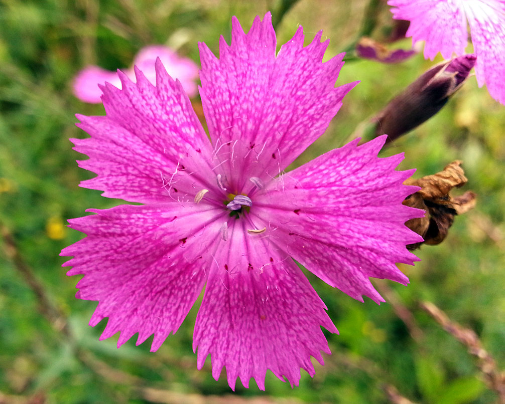 Image of Dianthus fischeri specimen.