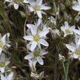 Minuartia setacea ssp. olympica