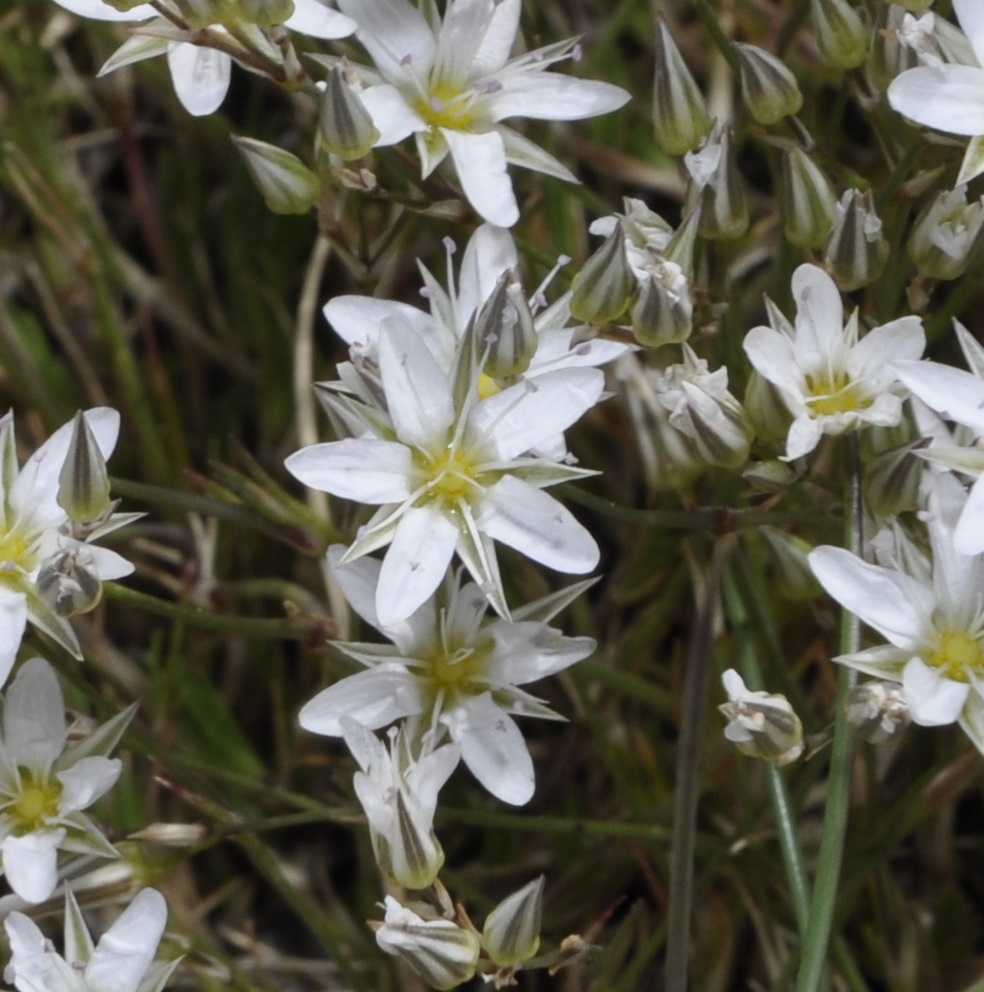 Изображение особи Minuartia setacea ssp. olympica.