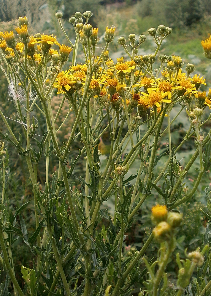 Image of Senecio grandidentatus specimen.