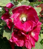 Alcea rosea. Цветки и фуражирующим шмелём. Германия, г. Дюссельдорф, Ботанический сад университета. 03.07.2014.