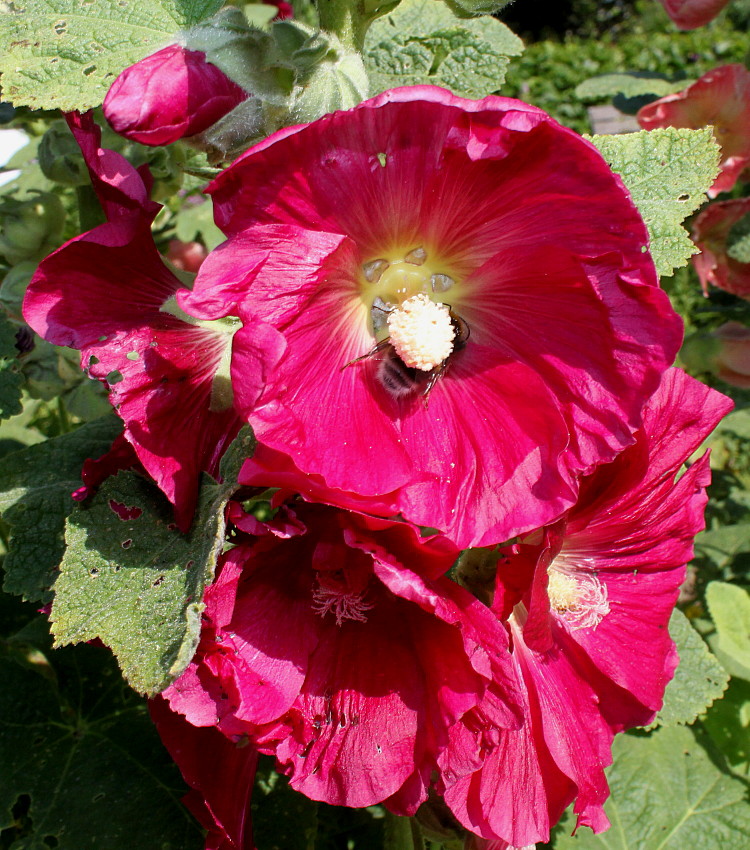 Изображение особи Alcea rosea.