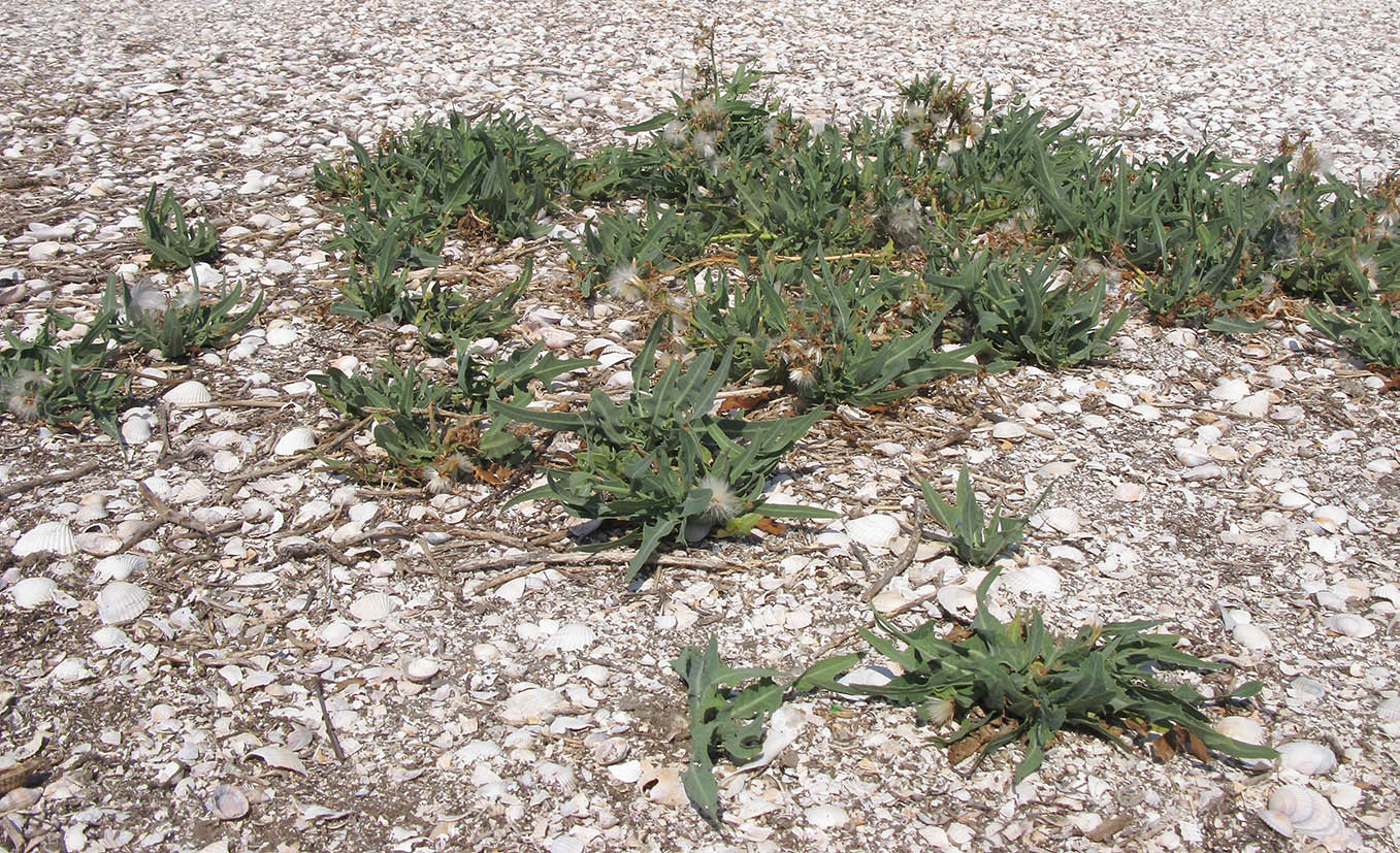 Image of Lactuca tatarica specimen.