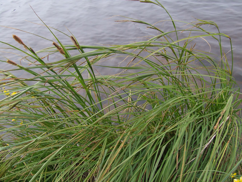 Изображение особи Carex aquatilis.