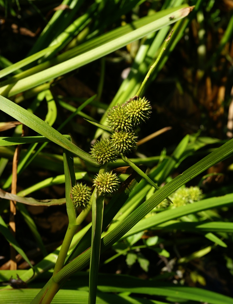 Изображение особи Sparganium japonicum.