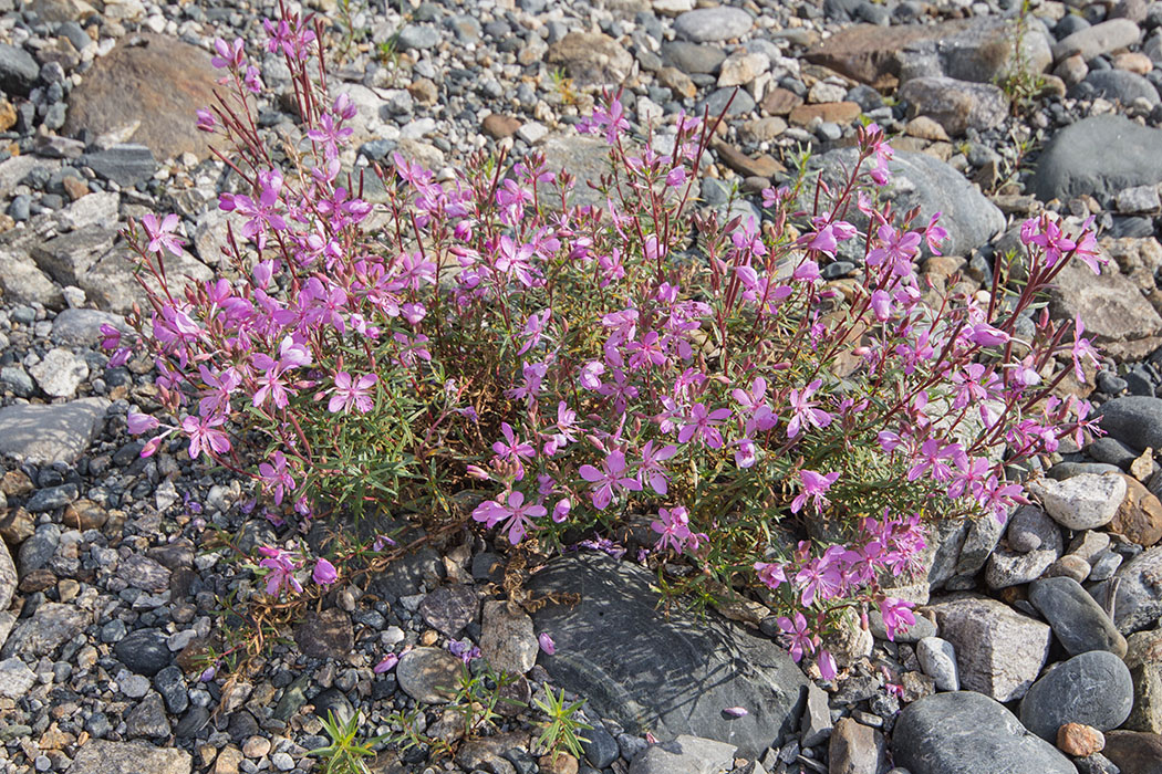 Image of Chamaenerion colchicum specimen.