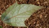 Alangium chinense. Лист (нижняя сторона). Германия, г. Дюссельдорф, Ботанический сад университета. 05.09.2014.