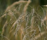 Festuca arundinacea. Соплодие. Московская обл., Раменский р-н, окр. ж.-д. платформы Хрипань, залежь. 26.09.2014.