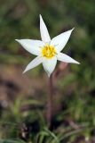 Tulipa buhseana. Цветок. Южный Казахстан, левобережье Сыр-Дарьи выше Сюткента. 28.03.2014.