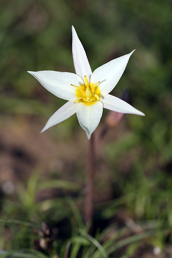 Image of Tulipa buhseana specimen.