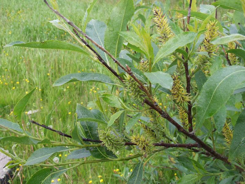 Image of Salix × tetrapla specimen.