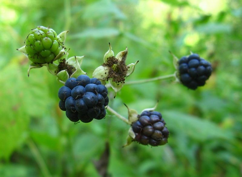 Изображение особи Rubus caesius.