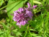 Pedicularis verticillata. Соцветие (вид сверху). Камчатский край, Елизовский район. Июль 2008 г.
