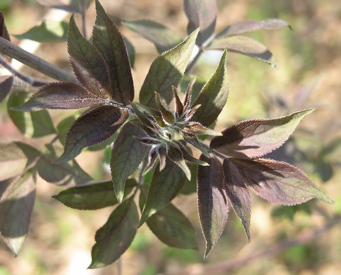 Image of Sambucus sibirica specimen.