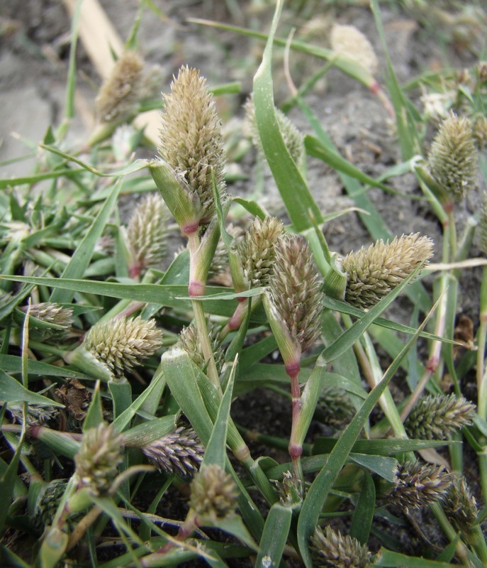 Image of Crypsis schoenoides specimen.