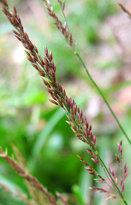 Изображение особи род Agrostis.