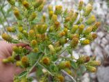 Inula conyza