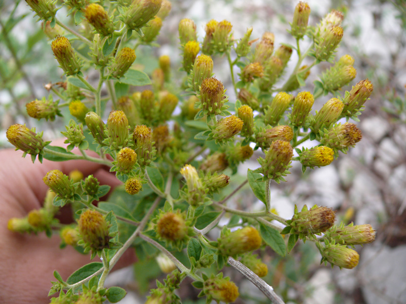 Изображение особи Inula conyza.