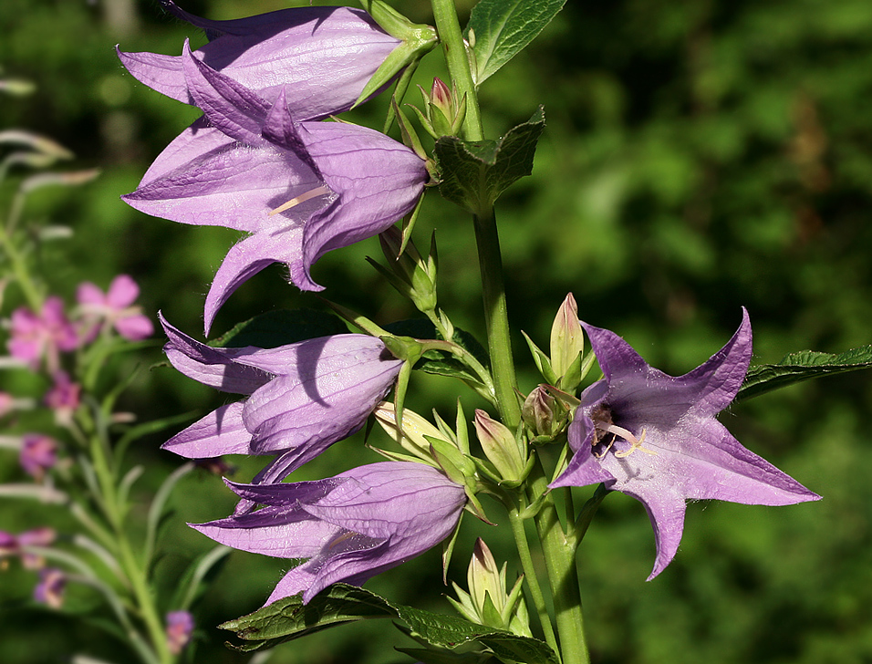 Изображение особи Campanula latifolia.