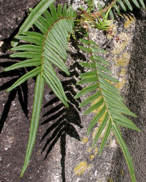 Image of Pteris vittata specimen.