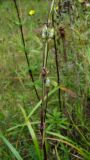 Silene tatarica
