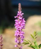 Lythrum salicaria. Соцветие. Иркутская обл., Иркутский р-н, окр. дер. Горяшина, берег пруда. 13.08.2014.