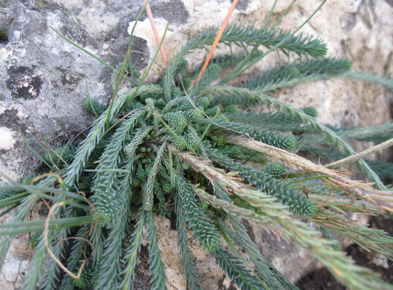 Image of Linum marschallianum specimen.