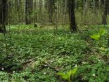 Anemone nemorosa