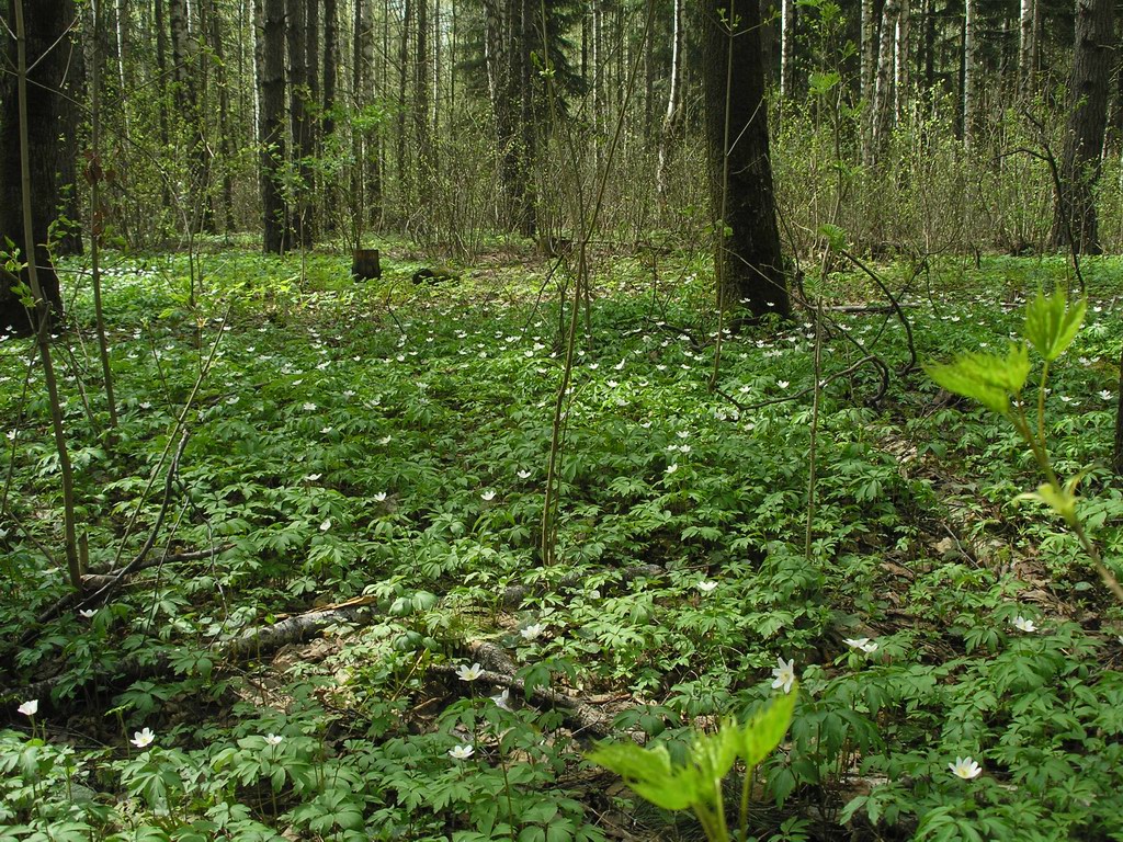 Image of Anemone nemorosa specimen.