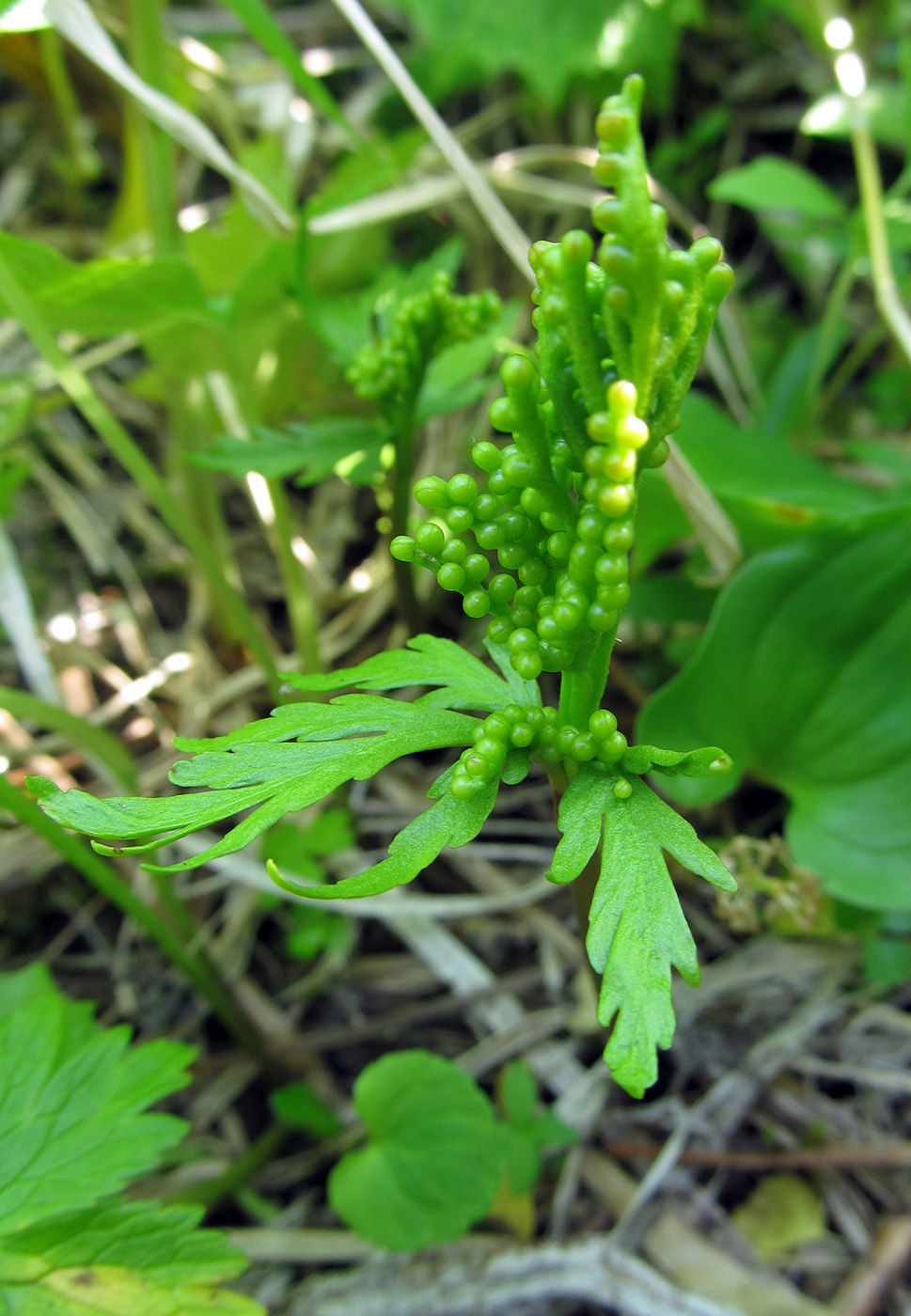 Изображение особи Botrychium lanceolatum.