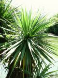 Cordyline australis. Плодоносящее растение. Краснодарский край, Сочи, Адлер, парк Южные Культуры, у пруда. 12.07.2015.