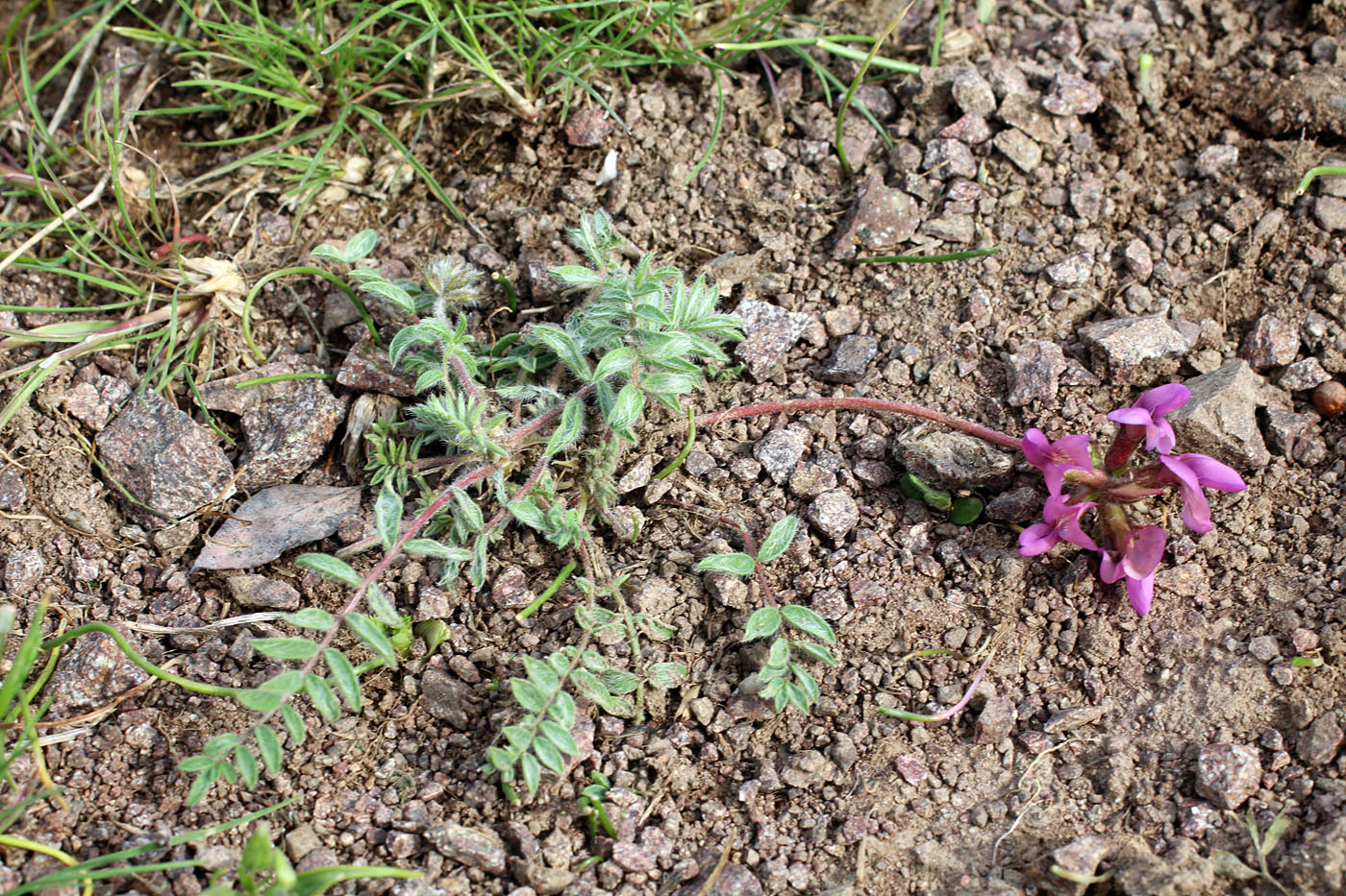 Image of Oxytropis gymnogyne specimen.