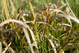 Carex ornithopoda