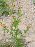 Adonis parviflora