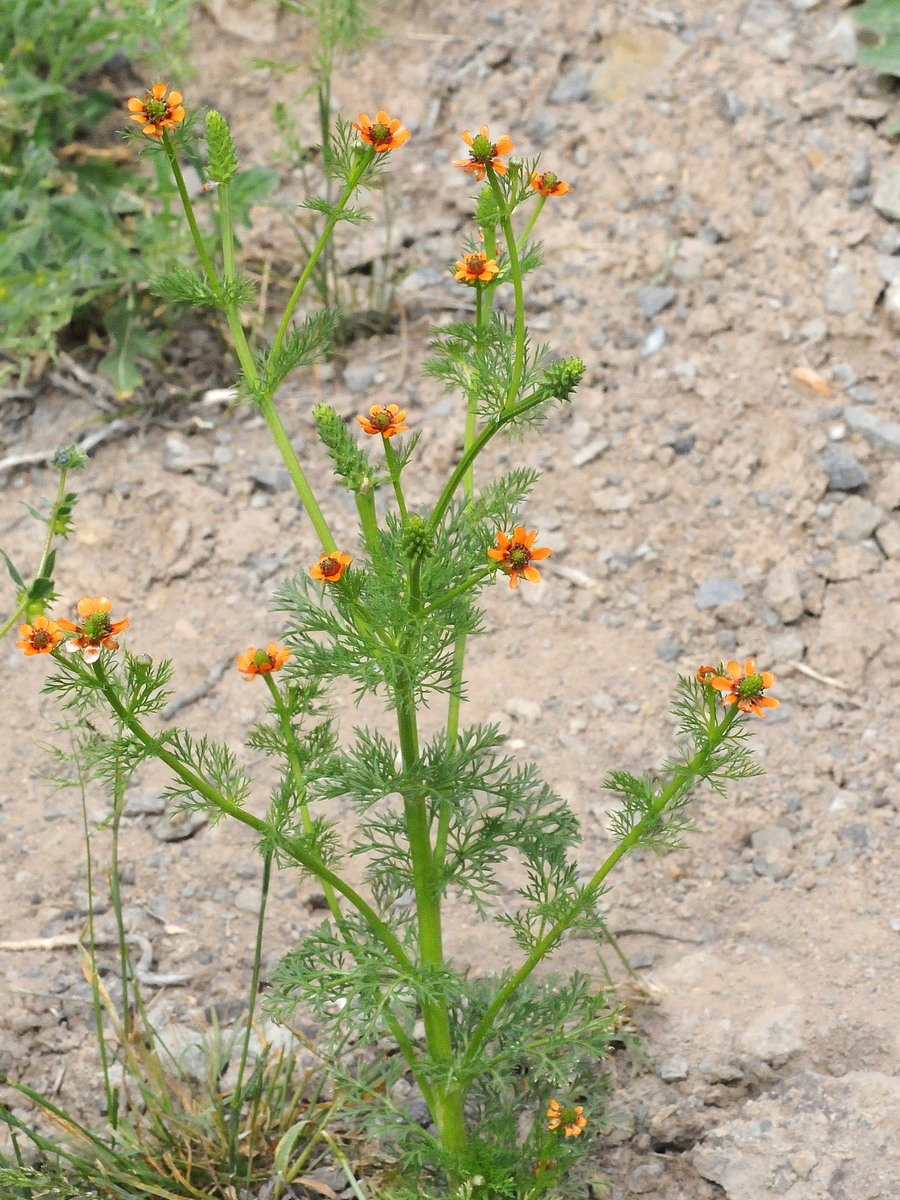 Изображение особи Adonis parviflora.