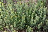 Alyssum turkestanicum var. desertorum