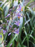 Dianella caerulea. Часть соцветия. Австралия, г. Брисбен, парк Университета Квинсленда. 08.09.2015.