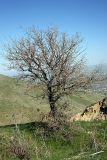 Crataegus pontica. Растение в начале периода вегетации. Южный Казахстан, горы Алатау (Даубаба), Карьерное ущелье, над заброшенным карьером. 22.04.2014.