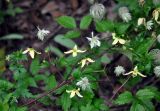 Clematis serratifolia. Часть побега с цветками и плодами. Приморье, Владивосток, микрор-н Седанка, окр. Пионерского водохранилища, опушка широколиственного леса. 06.08.2015.