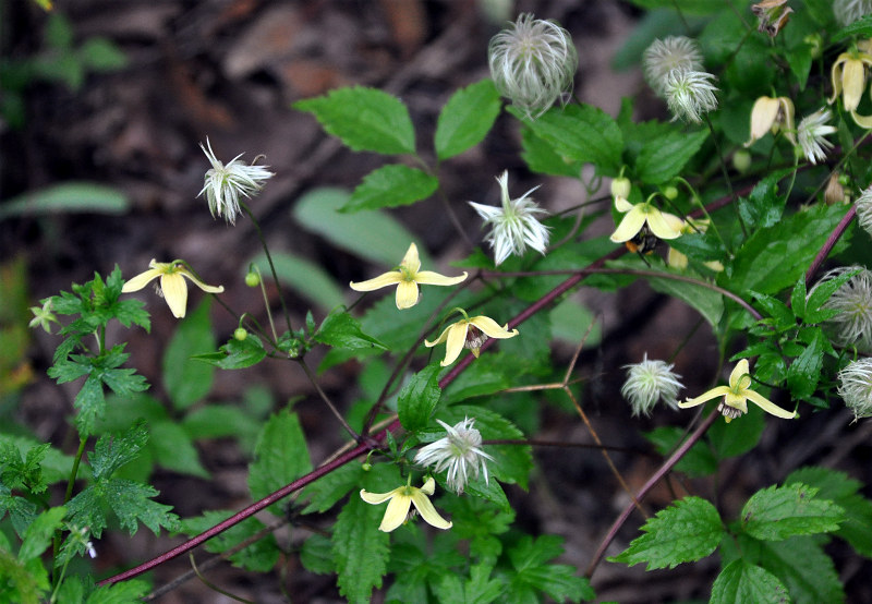 Image of Clematis serratifolia specimen.