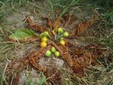 Mandragora turcomanica