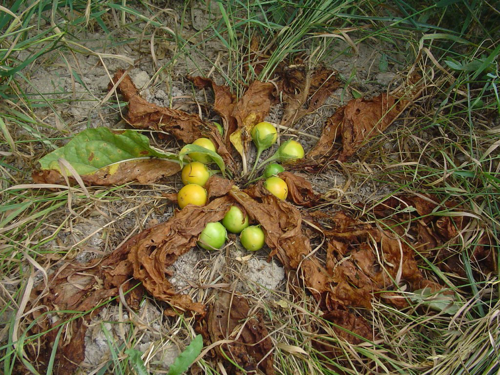 Изображение особи Mandragora turcomanica.