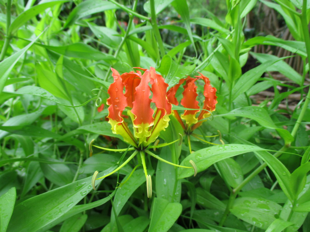 Image of Gloriosa superba specimen.