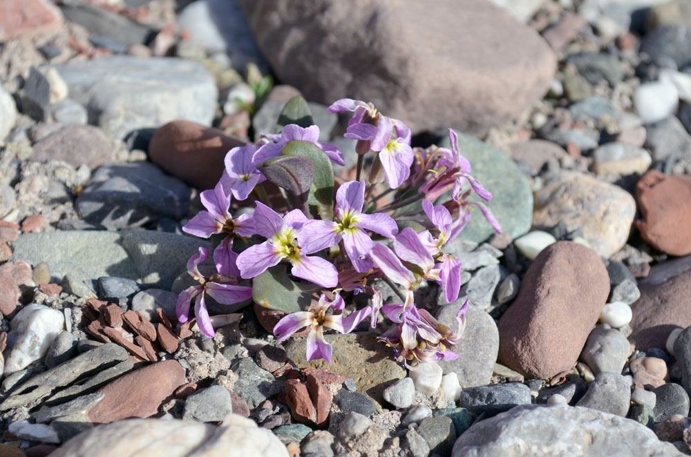 Изображение особи Leiospora bellidifolia.