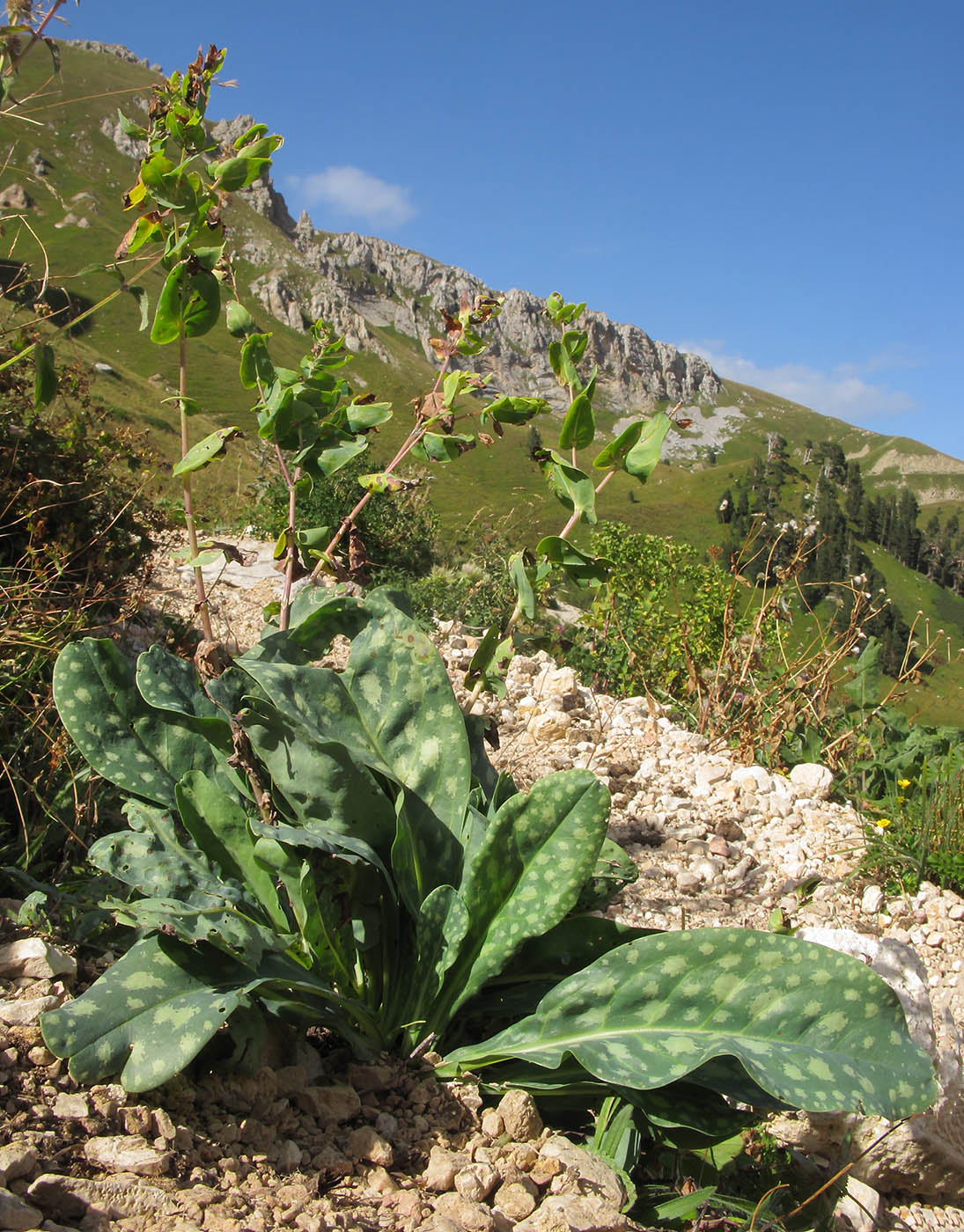 Изображение особи Cerinthe glabra ssp. caucasica.