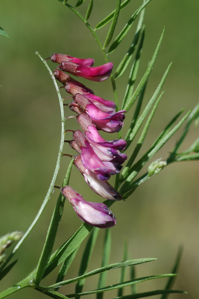 Image of Vicia megalotropis specimen.