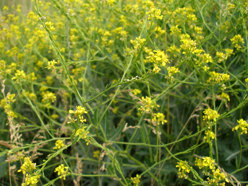 Изображение особи Rapistrum perenne.